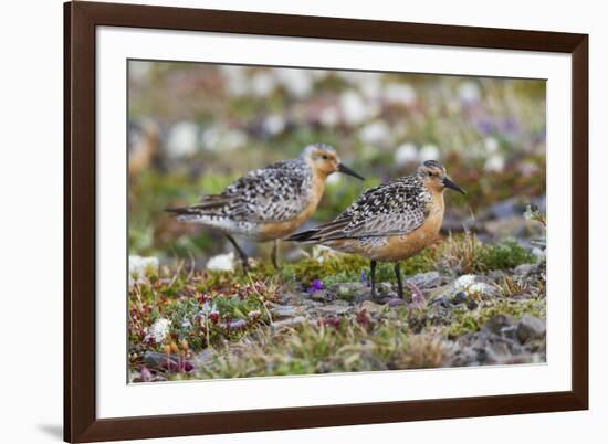 Red Knots on the Arctic Tundra-Ken Archer-Framed Premium Photographic Print