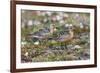Red Knots on the Arctic Tundra-Ken Archer-Framed Premium Photographic Print