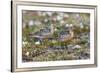Red Knots on the Arctic Tundra-Ken Archer-Framed Premium Photographic Print