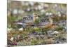 Red Knots on the Arctic Tundra-Ken Archer-Mounted Premium Photographic Print