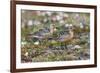 Red Knots on the Arctic Tundra-Ken Archer-Framed Photographic Print