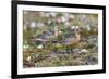 Red Knots on the Arctic Tundra-Ken Archer-Framed Photographic Print