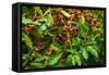 Red Kona Coffee Cherries on the Vine, Captain Cook, the Big Island, Hawaii, Usa-Russ Bishop-Framed Stretched Canvas