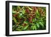 Red Kona Coffee Cherries on the Vine, Captain Cook, the Big Island, Hawaii, Usa-Russ Bishop-Framed Photographic Print