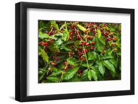 Red Kona Coffee Cherries on the Vine, Captain Cook, the Big Island, Hawaii, Usa-Russ Bishop-Framed Photographic Print