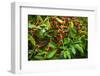 Red Kona Coffee Cherries on the Vine, Captain Cook, the Big Island, Hawaii, Usa-Russ Bishop-Framed Photographic Print