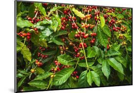 Red Kona Coffee Cherries on the Vine, Captain Cook, the Big Island, Hawaii, Usa-Russ Bishop-Mounted Photographic Print