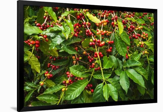 Red Kona Coffee Cherries on the Vine, Captain Cook, the Big Island, Hawaii, Usa-Russ Bishop-Framed Photographic Print