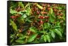 Red Kona Coffee Cherries on the Vine, Captain Cook, the Big Island, Hawaii, Usa-Russ Bishop-Framed Stretched Canvas