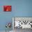 Red Lanterns at Temple, Taichung, Taiwan-Ian Trower-Mounted Photographic Print displayed on a wall