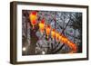 Red Lanterns Illuminating the Cherry Blossom in the Ueno Park, Tokyo, Japan, Asia-Michael Runkel-Framed Photographic Print