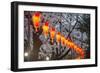 Red Lanterns Illuminating the Cherry Blossom in the Ueno Park, Tokyo, Japan, Asia-Michael Runkel-Framed Photographic Print