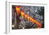 Red Lanterns Illuminating the Cherry Blossom in the Ueno Park, Tokyo, Japan, Asia-Michael Runkel-Framed Photographic Print