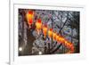 Red Lanterns Illuminating the Cherry Blossom in the Ueno Park, Tokyo, Japan, Asia-Michael Runkel-Framed Photographic Print