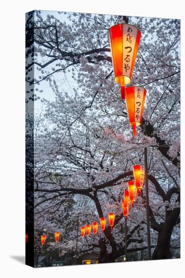 Red Lanterns Illuminating the Cherry Blossom in the Ueno Park, Tokyo, Japan, Asia-Michael Runkel-Stretched Canvas