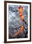 Red Lanterns Illuminating the Cherry Blossom in the Ueno Park, Tokyo, Japan, Asia-Michael Runkel-Framed Photographic Print