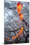 Red Lanterns Illuminating the Cherry Blossom in the Ueno Park, Tokyo, Japan, Asia-Michael Runkel-Mounted Photographic Print