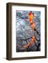 Red Lanterns Illuminating the Cherry Blossom in the Ueno Park, Tokyo, Japan, Asia-Michael Runkel-Framed Photographic Print