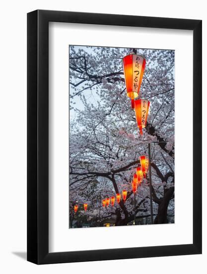 Red Lanterns Illuminating the Cherry Blossom in the Ueno Park, Tokyo, Japan, Asia-Michael Runkel-Framed Photographic Print