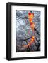 Red Lanterns Illuminating the Cherry Blossom in the Ueno Park, Tokyo, Japan, Asia-Michael Runkel-Framed Photographic Print