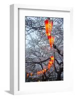 Red Lanterns Illuminating the Cherry Blossom in the Ueno Park, Tokyo, Japan, Asia-Michael Runkel-Framed Photographic Print