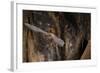 Red Leaf-Nosed Bat-Joe McDonald-Framed Photographic Print