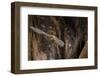 Red Leaf-Nosed Bat-Joe McDonald-Framed Photographic Print