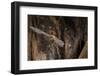 Red Leaf-Nosed Bat-Joe McDonald-Framed Photographic Print