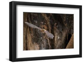 Red Leaf-Nosed Bat-Joe McDonald-Framed Photographic Print