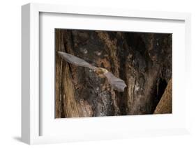 Red Leaf-Nosed Bat-Joe McDonald-Framed Photographic Print