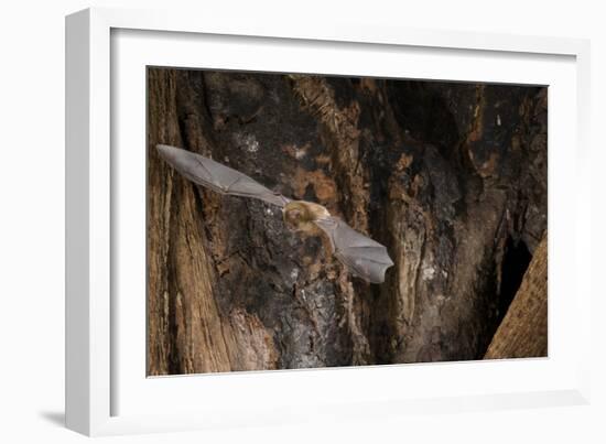 Red Leaf-Nosed Bat-Joe McDonald-Framed Photographic Print