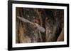 Red Leaf-Nosed Bat-Joe McDonald-Framed Photographic Print