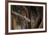 Red Leaf-Nosed Bat-Joe McDonald-Framed Photographic Print