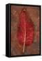 Red Leaf Rumex-Den Reader-Framed Stretched Canvas