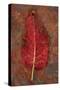 Red Leaf Rumex-Den Reader-Stretched Canvas