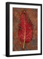 Red Leaf Rumex-Den Reader-Framed Photographic Print