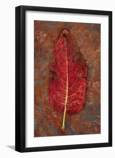 Red Leaf Rumex-Den Reader-Framed Photographic Print