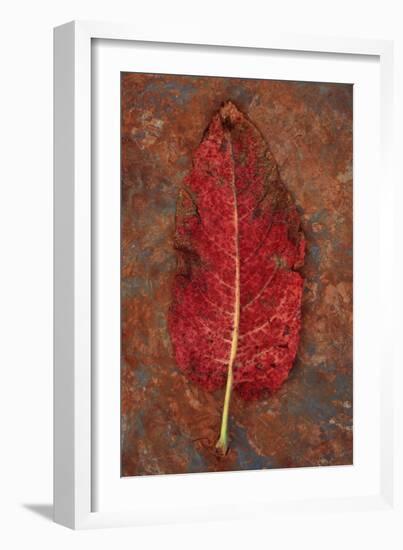 Red Leaf Rumex-Den Reader-Framed Photographic Print