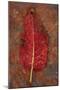 Red Leaf Rumex-Den Reader-Mounted Photographic Print