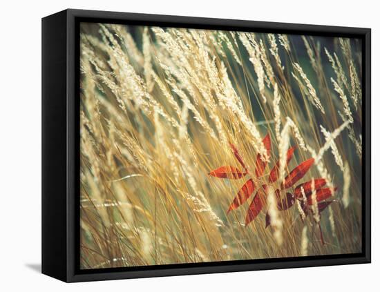 Red Leaf Stuck in Grass-null-Framed Stretched Canvas