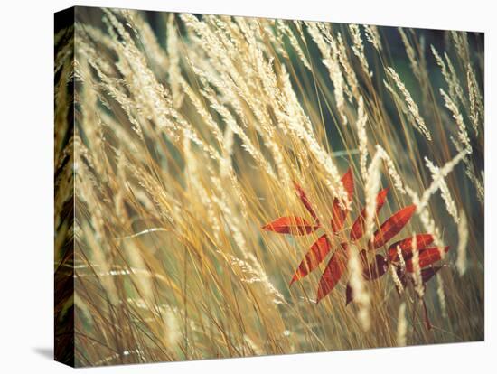 Red Leaf Stuck in Grass-null-Stretched Canvas