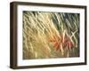 Red Leaf Stuck in Grass-null-Framed Photographic Print