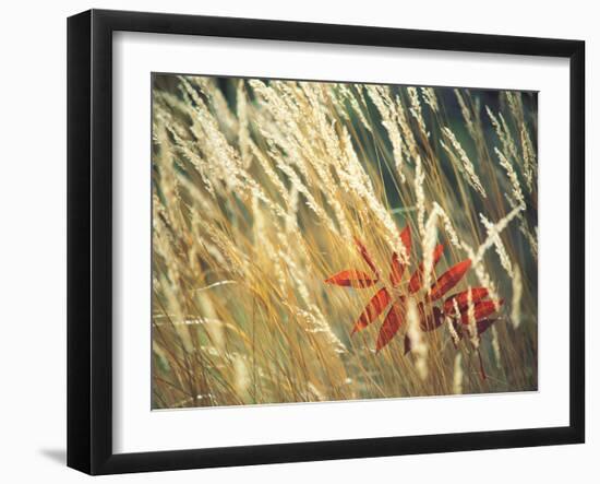 Red Leaf Stuck in Grass-null-Framed Photographic Print