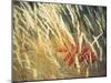 Red Leaf Stuck in Grass-null-Mounted Photographic Print