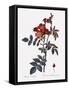 Red-Leaved Rose-Pierre Joseph Redoute-Framed Stretched Canvas