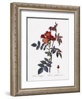 Red-Leaved Rose-Pierre Joseph Redoute-Framed Giclee Print