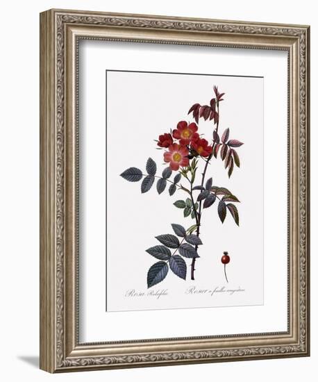 Red-Leaved Rose-Pierre Joseph Redoute-Framed Giclee Print
