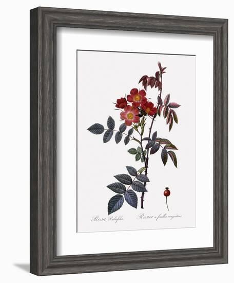 Red-Leaved Rose-Pierre Joseph Redoute-Framed Giclee Print