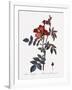 Red-Leaved Rose-Pierre Joseph Redoute-Framed Giclee Print