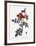 Red-Leaved Rose-Pierre Joseph Redoute-Framed Giclee Print